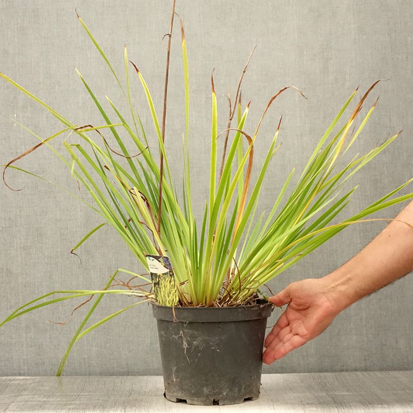 Amostra de Iris sibirica Fran's gold Vaso de 2 L/3 L tal como entregue no verão