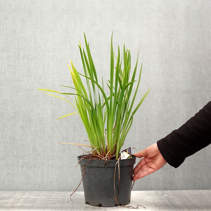 Amostra de Iris sibirica Fran's gold Vaso de 2 L/3 L tal como entregue na primavera