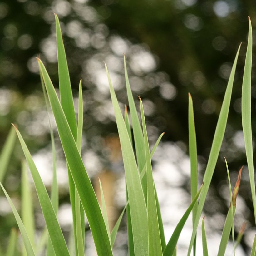 Iris sibirica Imperial Opal (Folhagem)