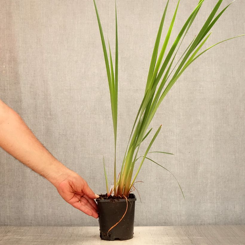Amostra de Iris sibirica Imperial Opal Vaso de 1,5 L/2 L tal como entregue no verão