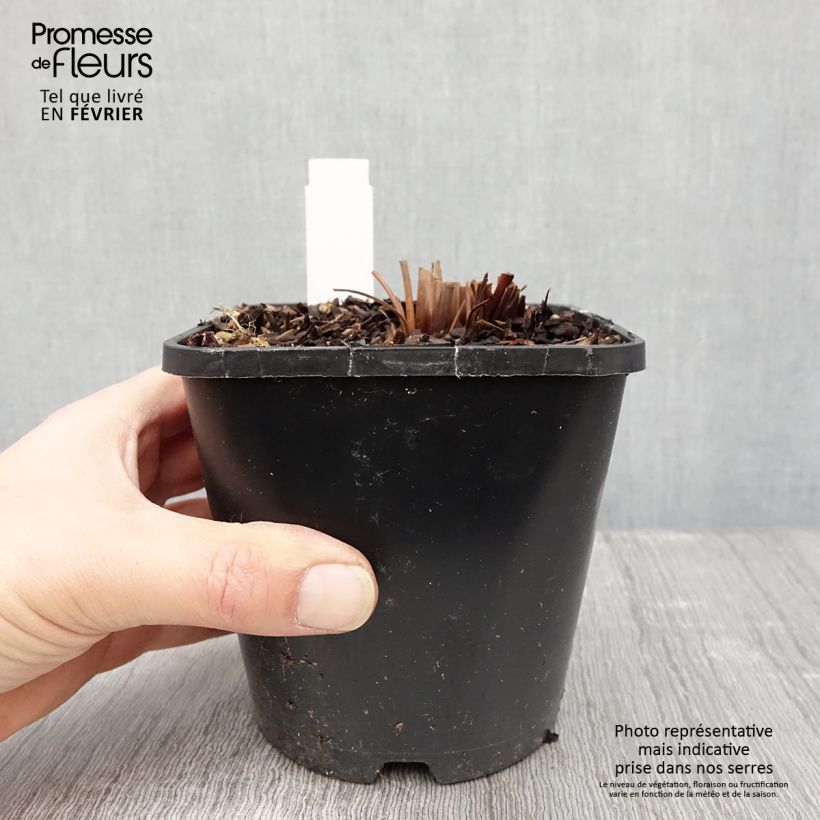 Amostra de Iris sibirica Imperial Opal Vaso de 1,5 L/2 L tal como entregue no inverno