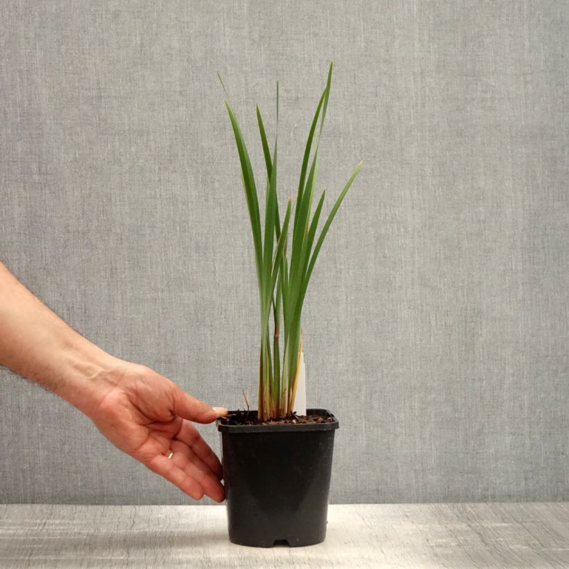 Amostra de Iris sibirica Imperial Opal Vaso de 1,5 L/2 L tal como entregue na primavera