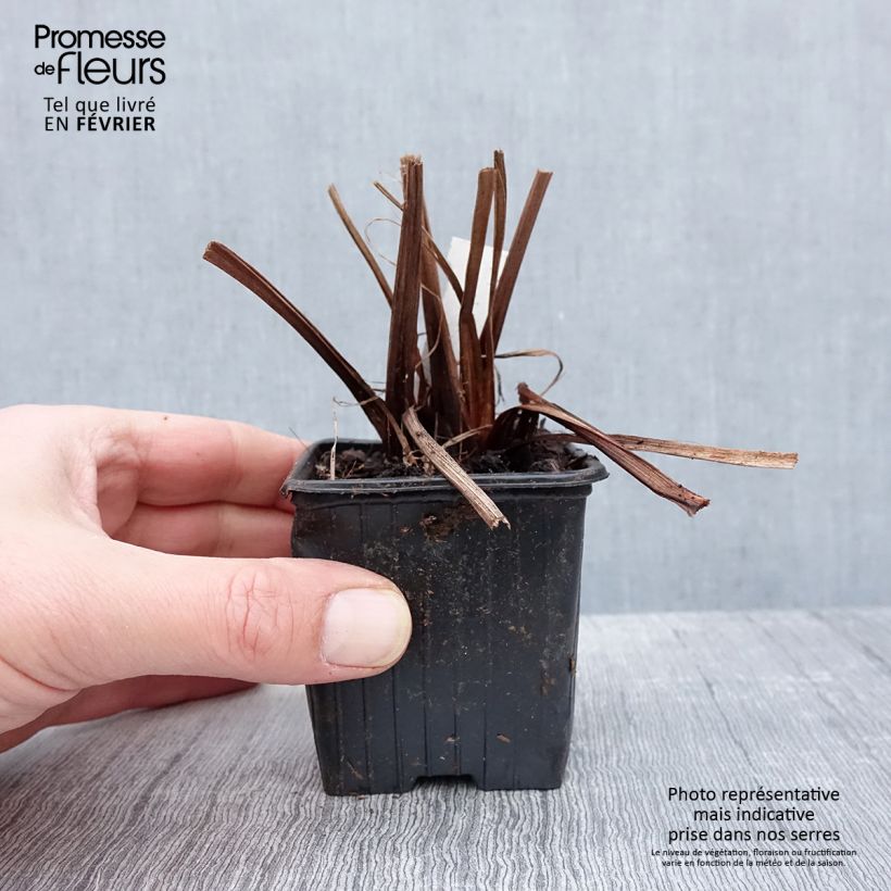 Amostra de Iris sibirica Not Quite White - Iris de Sibérie Godet de 8/9 cm tal como entregue no inverno