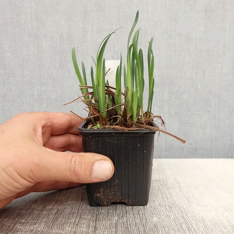 Amostra de Iris sibirica Not Quite White Vaso de 8/9 cm tal como entregue na primavera