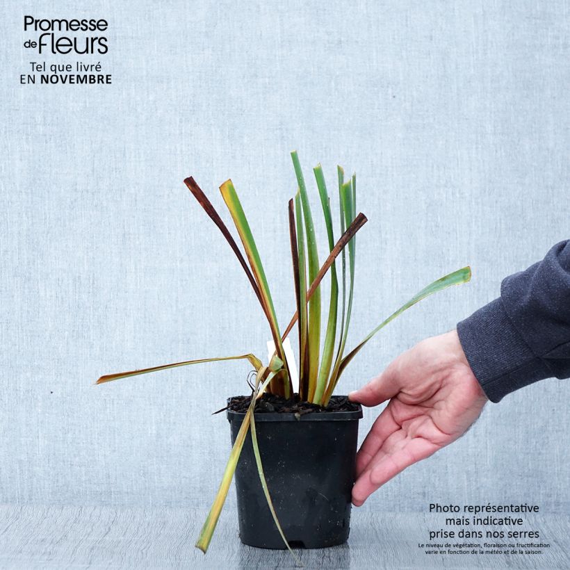 Amostra de Iris sibirica Paprikash Vaso de 1,5 L/2 L tal como entregue no outono