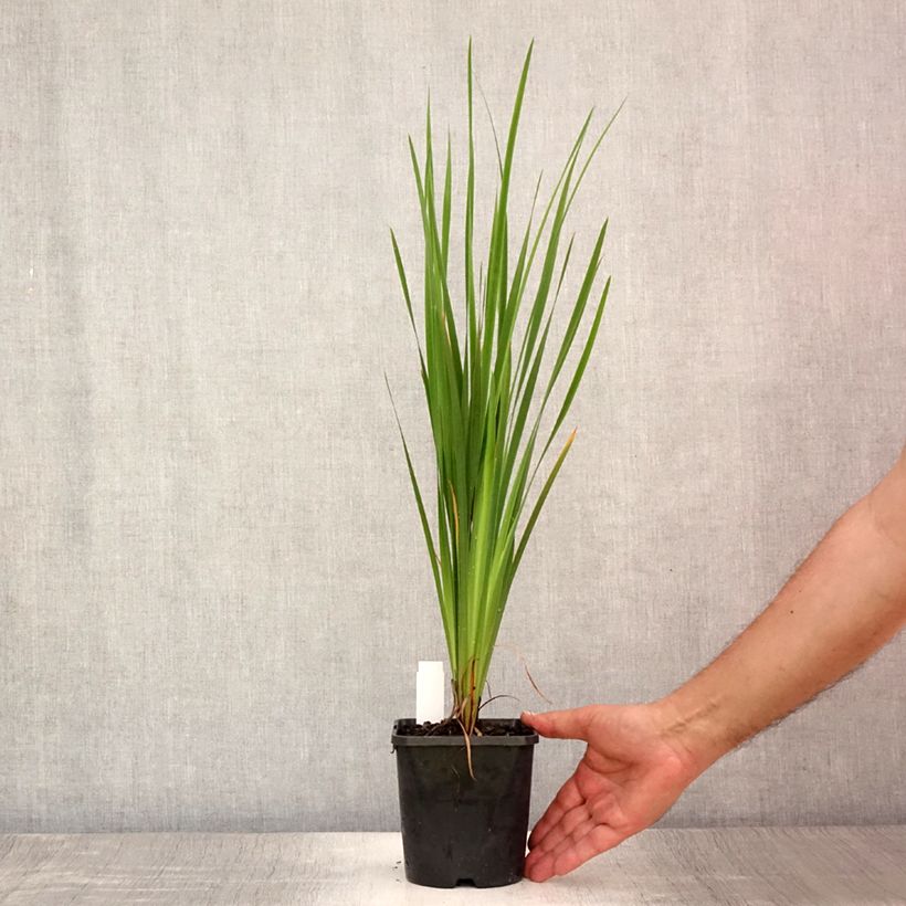 Amostra de Iris sibirica Paprikash Vaso de 1,5 L/2 L tal como entregue no verão