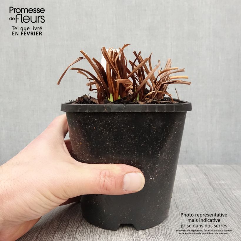 Amostra de Iris sibirica Paprikash - Iris de Sibérie Pot de 1,5L/2L tal como entregue no inverno