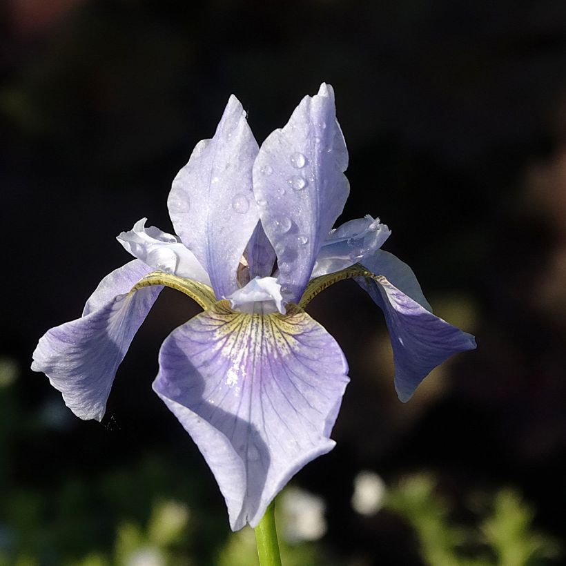 Iris sibirica Perry's Blue (Floração)