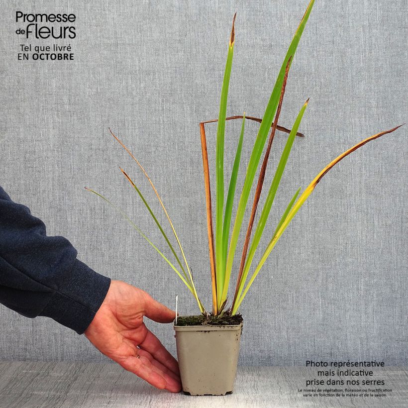 Amostra de Iris sibirica Perry's Blue Vaso de 8/9 cm tal como entregue no outono