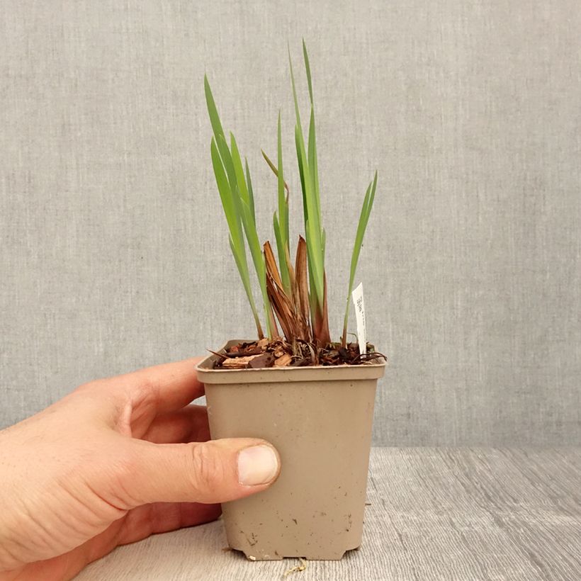 Amostra de Iris sibirica Persimmon Vaso de 8/9 cm tal como entregue na primavera