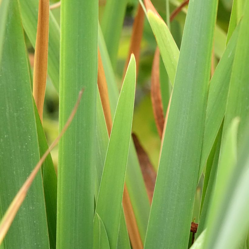 Iris sibirica Pink Parfait (Folhagem)