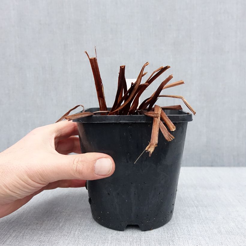 Amostra de Iris sibirica Pink Parfait - Iris de Sibérie Pot de 1,5L/2L tal como entregue no inverno