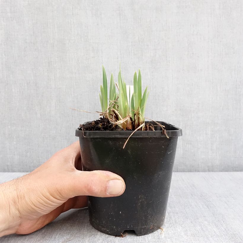 Amostra de Iris sibirica Pink Parfait Vaso de 1,5 L/2 L tal como entregue na primavera