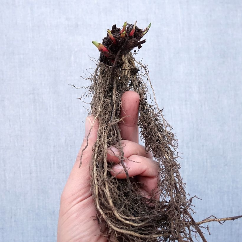 Amostra de Iris sibirica Purplelicious - Iris de Sibérie Petites Racines nues tal como entregue no inverno