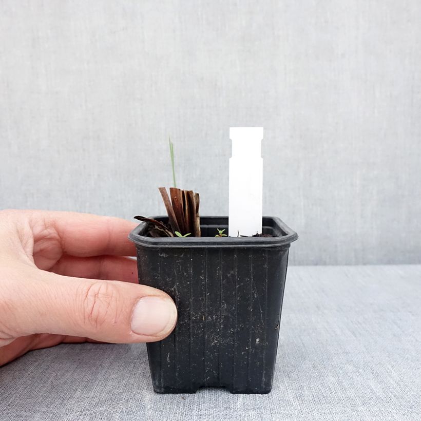 Amostra de Iris sibirica Weisser Orient Vaso de 8/9 cm tal como entregue na primavera