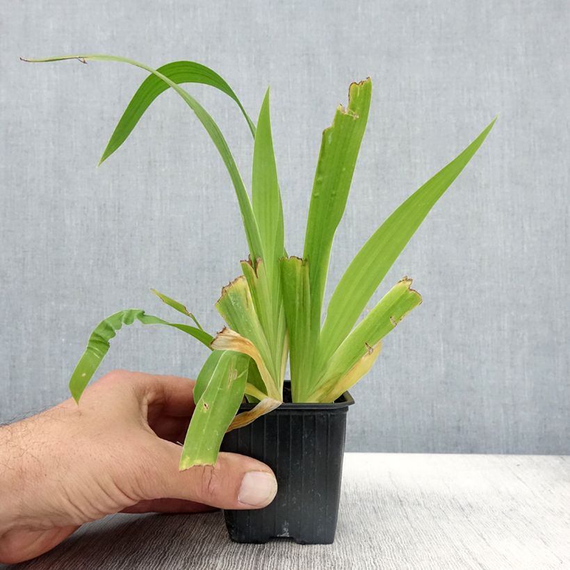 Amostra de Iris tectorum - Iris des toits Godet de 8/9 cm tal como entregue no outono