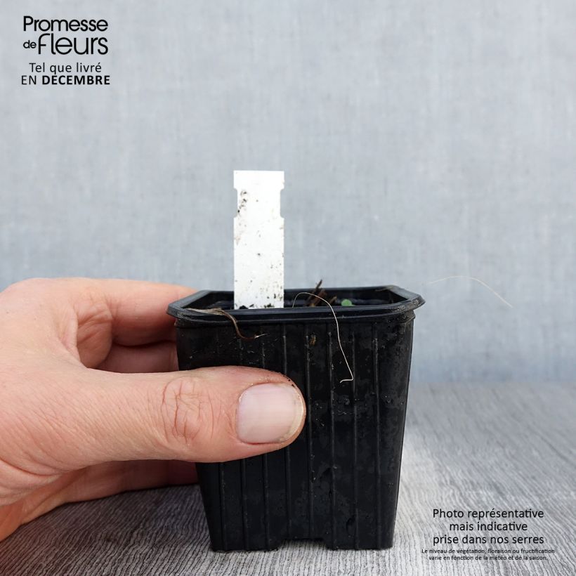 Amostra de Iris tectorum  - Íris de telhado Vaso de 8/9 cm tal como entregue no inverno