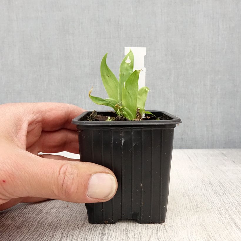 Amostra de Iris tectorum  - Íris de telhado Vaso de 8/9 cm tal como entregue na primavera