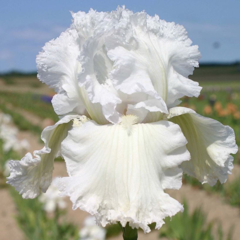 Iris germanica Laced Cotton (Floração)