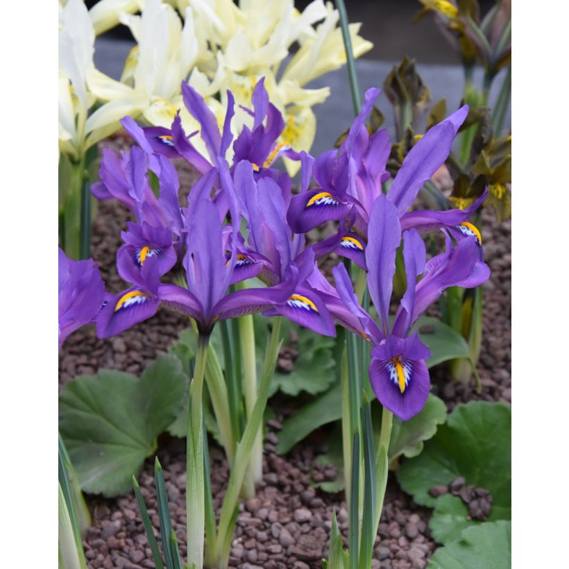 Iris reticulata Scent Sational (Hábito)