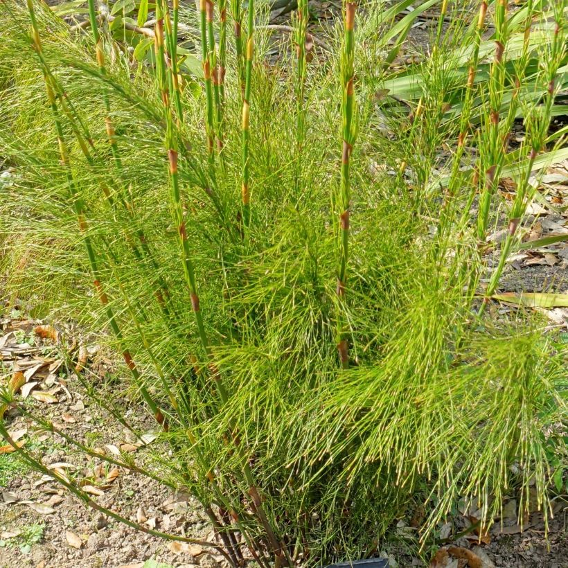 Ischyrolepis subverticillata (Folhagem)