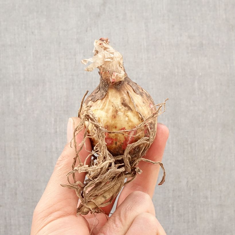 Amostra de Hymenocallis festalis Branca Bulbo Calibre 16+ tal como entregue na primavera