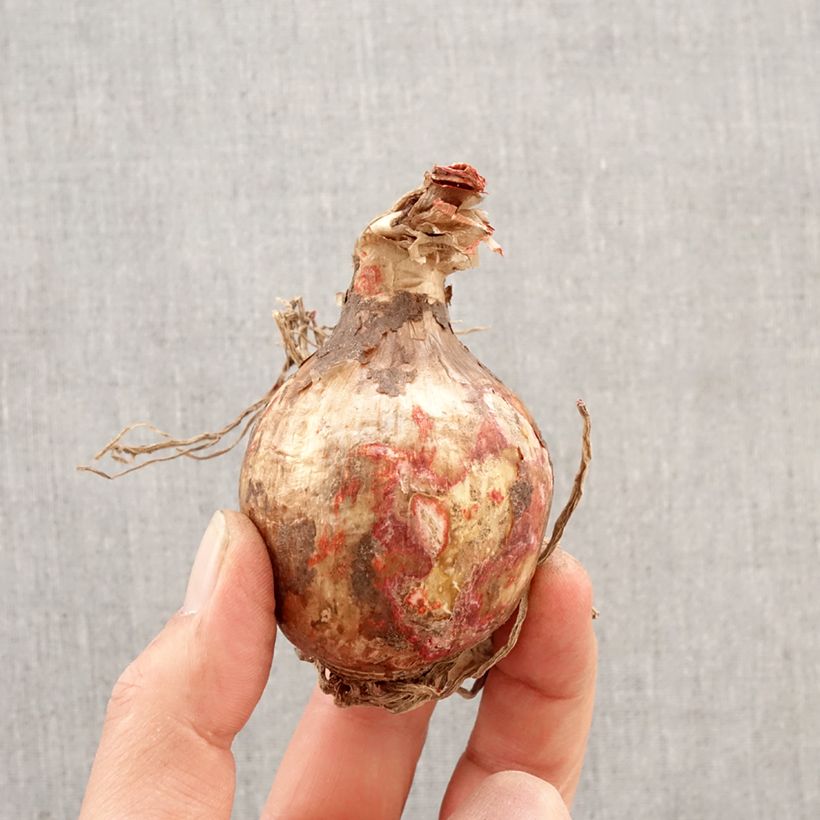 Amostra de Hymenocallis festalis Zwanenburg Bulbo Calibre 14+ tal como entregue na primavera