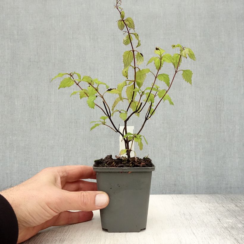 Amostra de Isodon effusus Vaso de 8/9 cm tal como entregue no outono