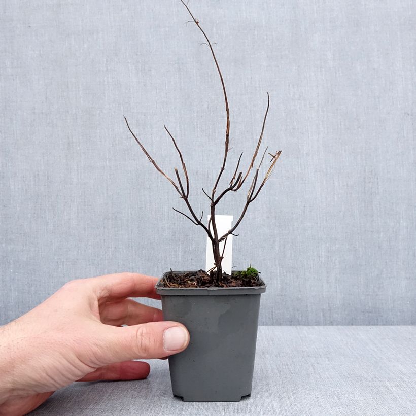 Amostra de Isodon effusus - Rabdosia effusa Vaso de 8/9 cm tal como entregue no inverno