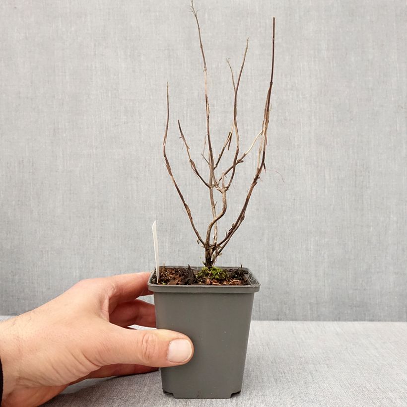 Amostra de Isodon effusus Vaso de 8/9 cm tal como entregue na primavera