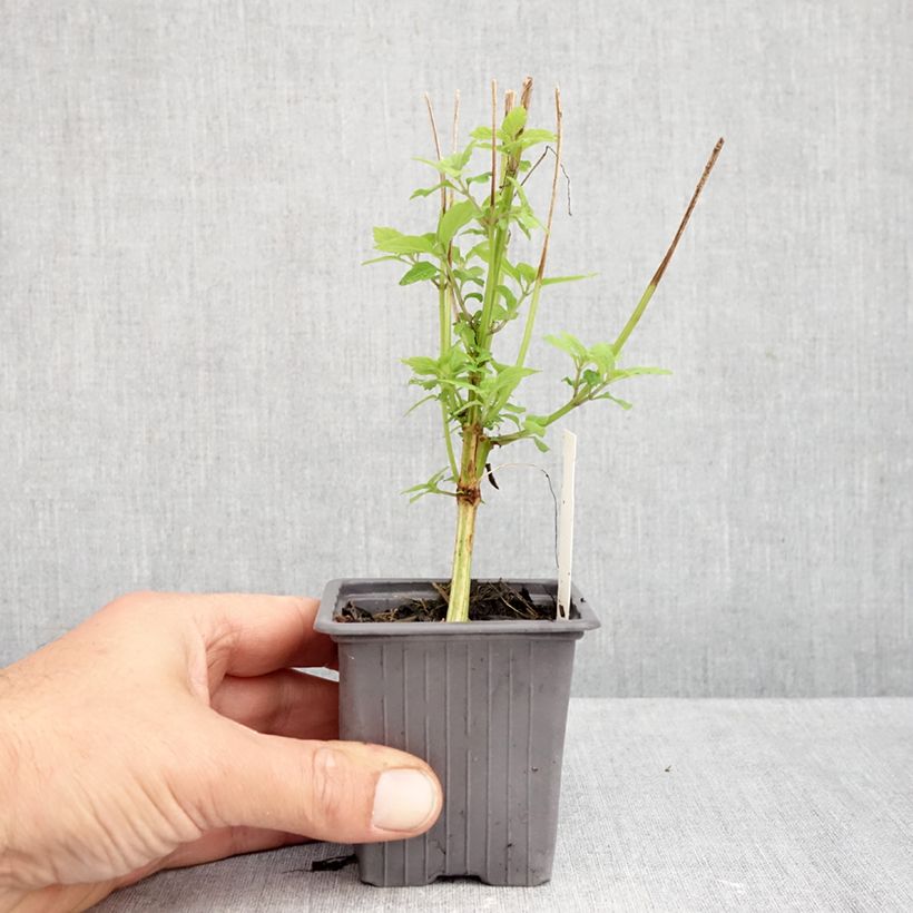 Amostra de Isodon longituba Vaso de 8/9 cm tal como entregue no outono