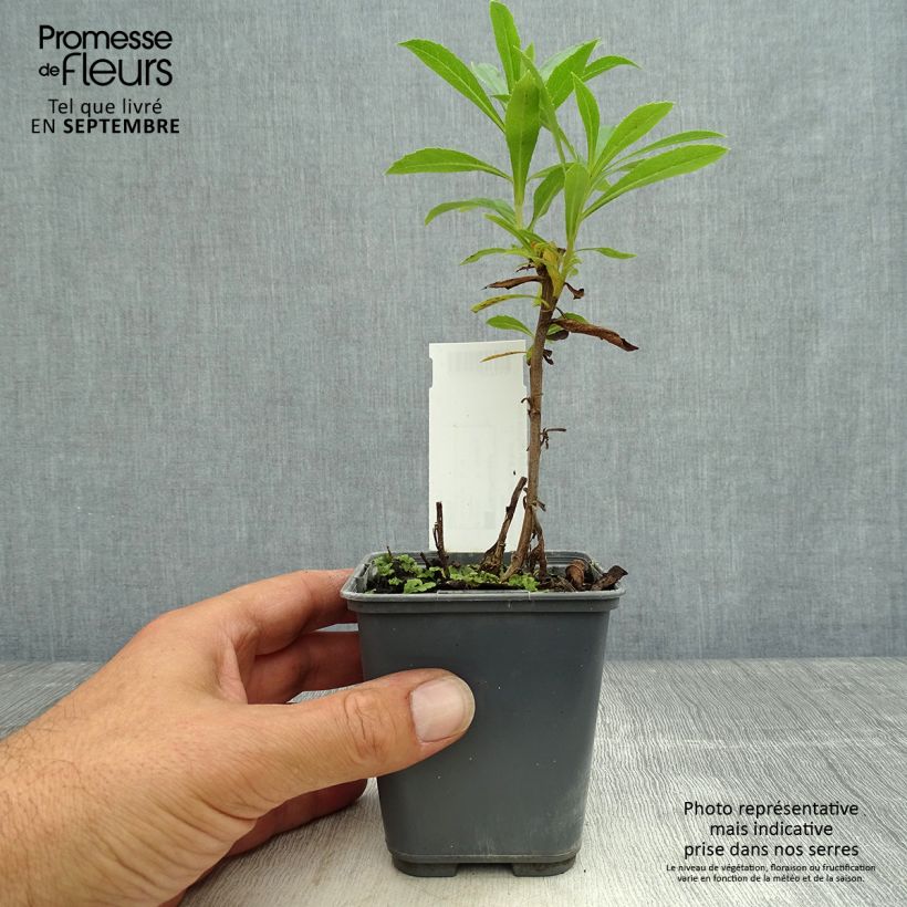Amostra de Isoplexis Bella Vaso de 8/9 cm tal como entregue no outono