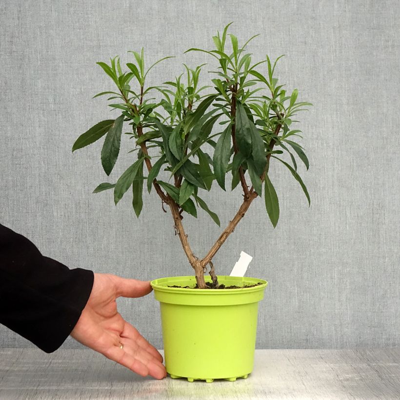 Amostra de Isoplexis Bella Vaso de 2 L/3 L tal como entregue na primavera