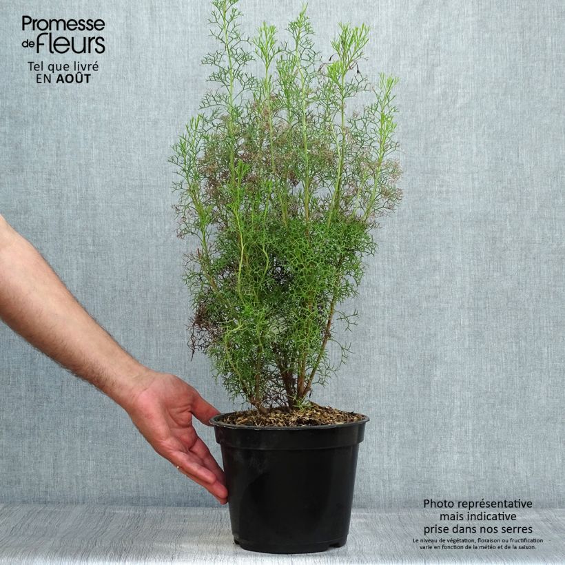 Amostra de Isopogon formosus Vaso de 3 L/4 L tal como entregue no verão