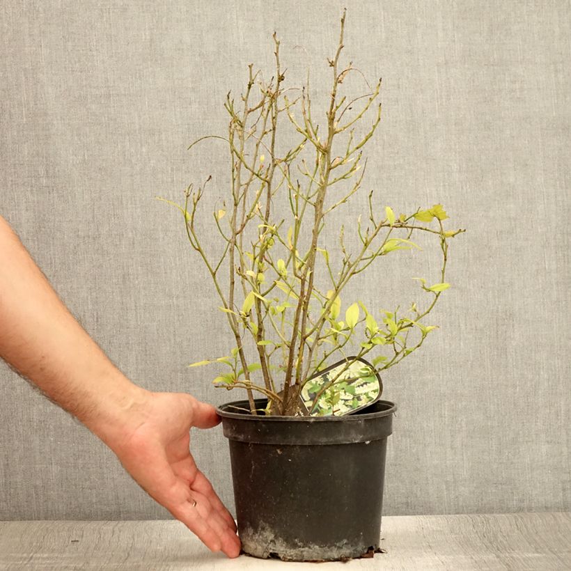 Amostra de Itea virginica Vaso de 3 L/4 L tal como entregue no verão