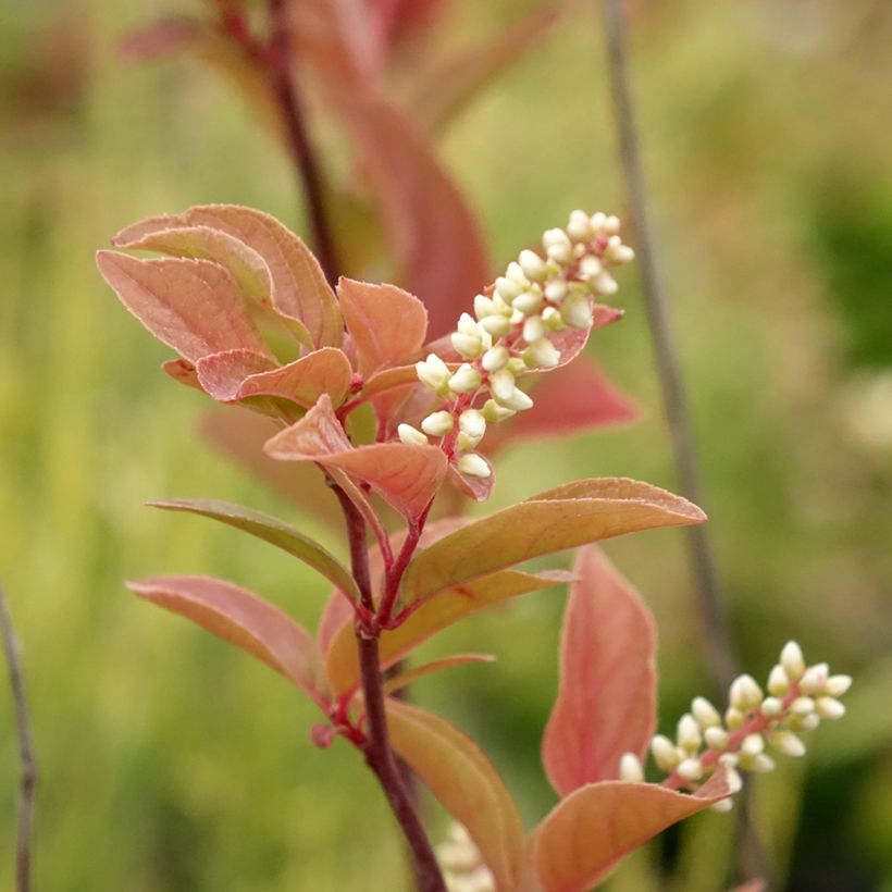 Itea virginica Henry's Garnet (Floração)
