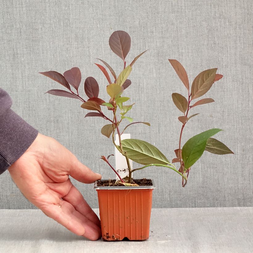 Amostra de Itea virginica Henry's Garnet Vaso de 8/9 cm tal como entregue no outono