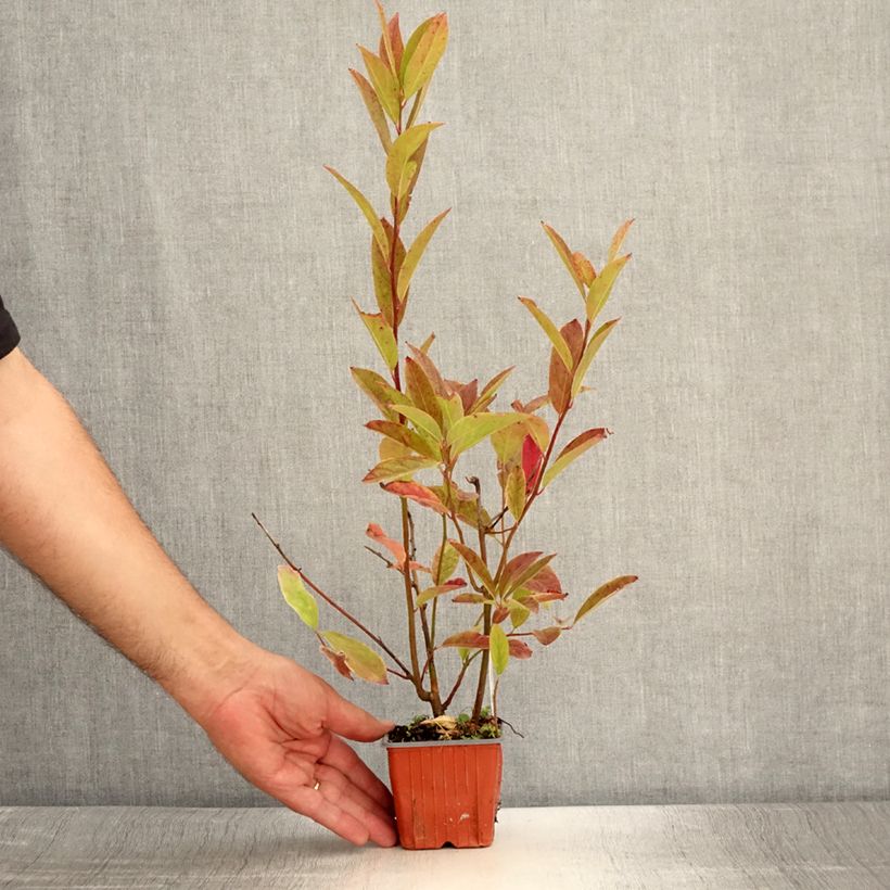 Amostra de Itea virginica Henry's Garnet Vaso de 8/9 cm tal como entregue no verão