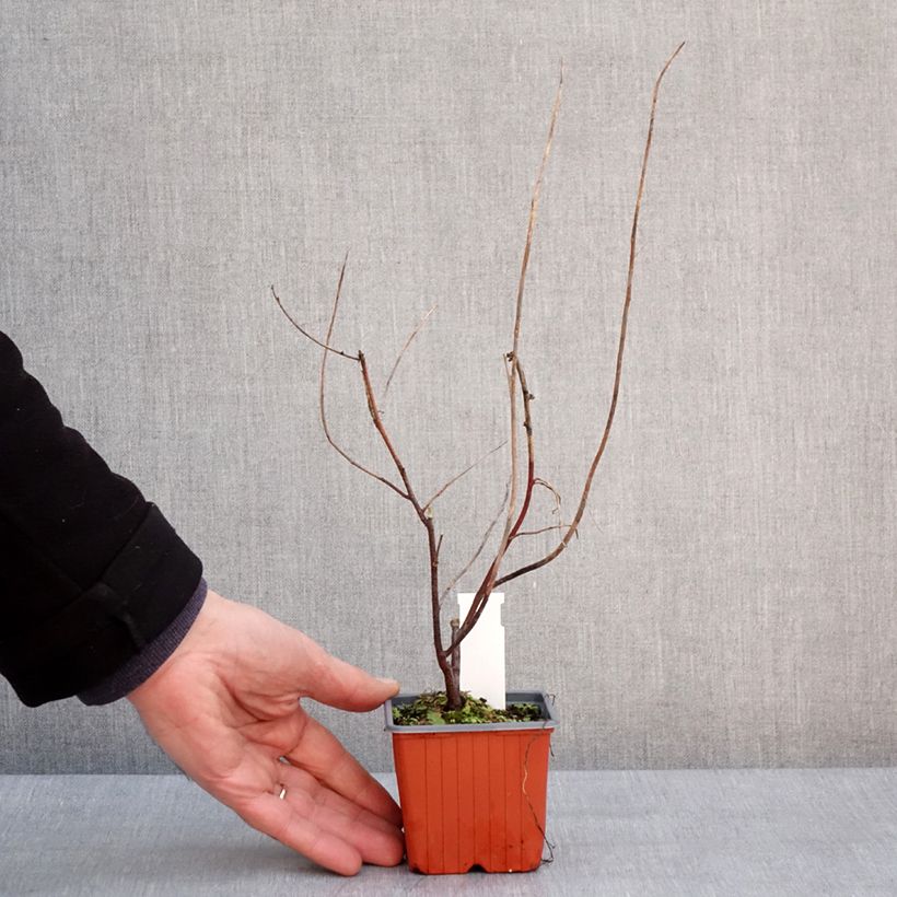 Amostra de Itea virginica Henry's Garnet Vaso de 8/9 cm tal como entregue no inverno