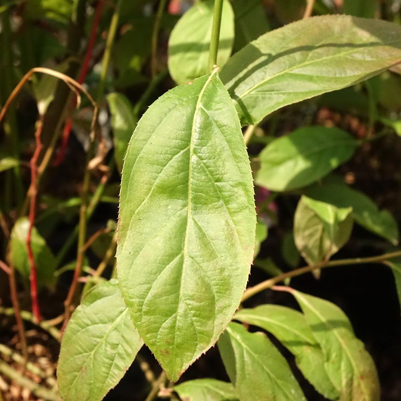Itea virginica Love Child (Folhagem)