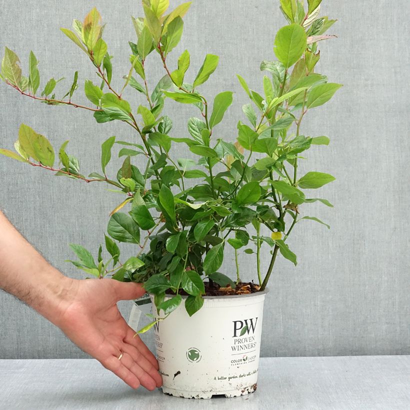 Amostra de Itea virginica Scentlandia Vaso de 4 L/5 L tal como entregue no verão