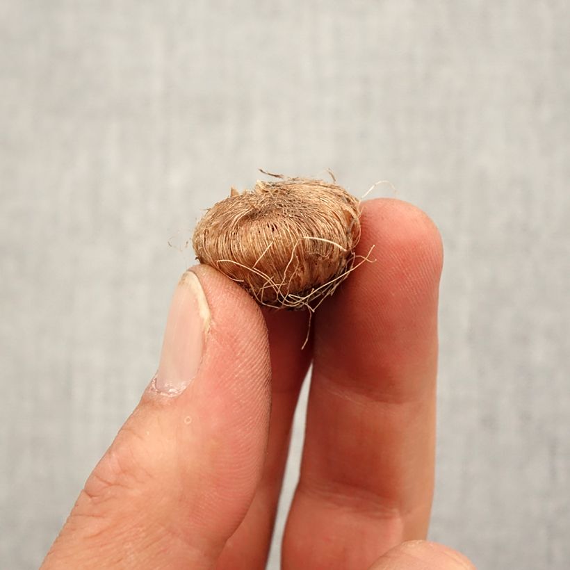 Amostra de Ixia Giant - Lis des Blés Bulbo size 5+ tal como entregue na primavera