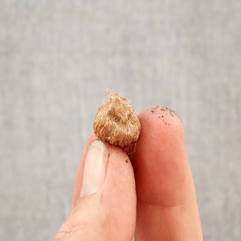 Amostra de Ixia Hogarth Bulbo Calibre 5+ tal como entregue na primavera