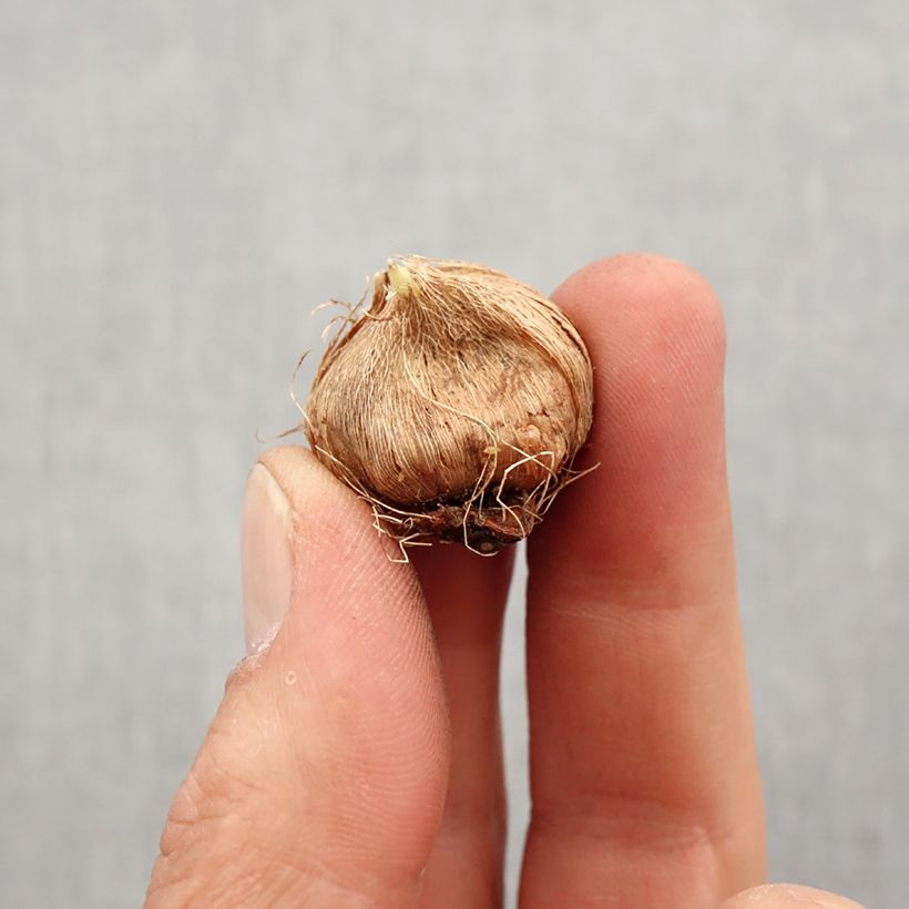 Amostra de Ixia em mistura Bulbo Calibre 5+ tal como entregue na primavera