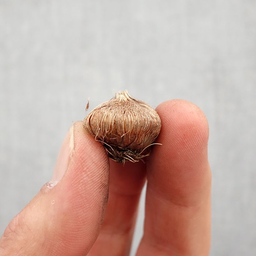 Amostra de Ixia Mabel - Lis des Blés Bulbo size 5+ tal como entregue na primavera