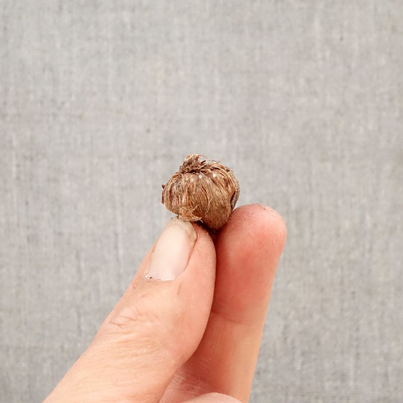 Amostra de <em>Ixia paniculata</em> Eos - Íxia Bulbo Calibre 5+ tal como entregue na primavera