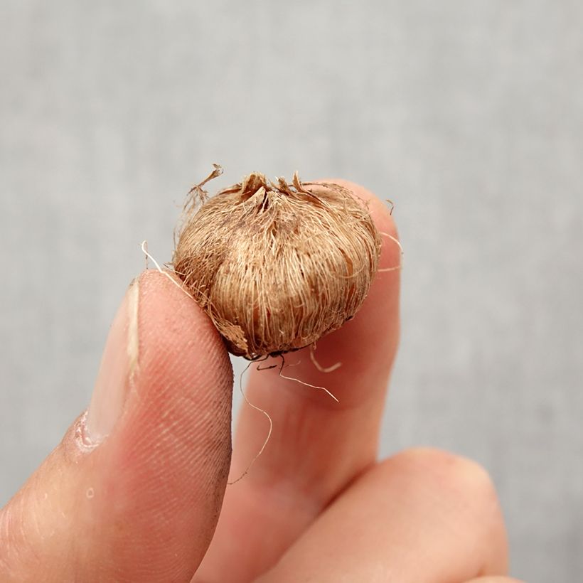 Amostra de Ixia Rose Emperor - Lis des Blés Bulbo size 5+ tal como entregue na primavera