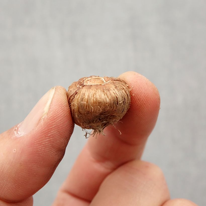 Amostra de Ixia Venus - Lis des blés Bulbo size 5+ tal como entregue na primavera