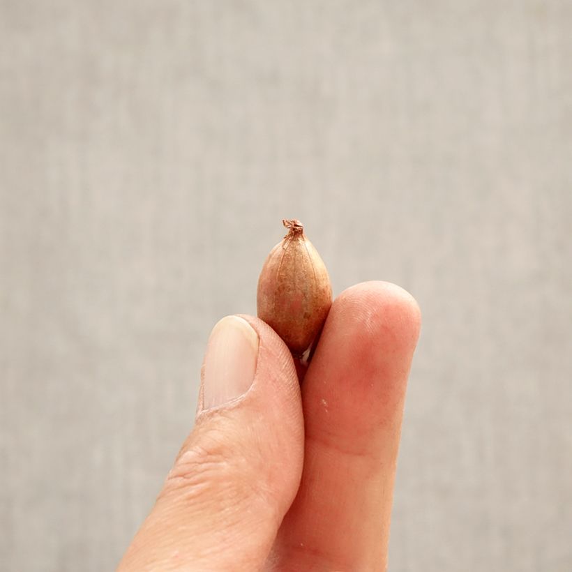 Amostra de Ixiolirion tataricum - Lis de Sibérie Bulbo size 4+ tal como entregue na primavera