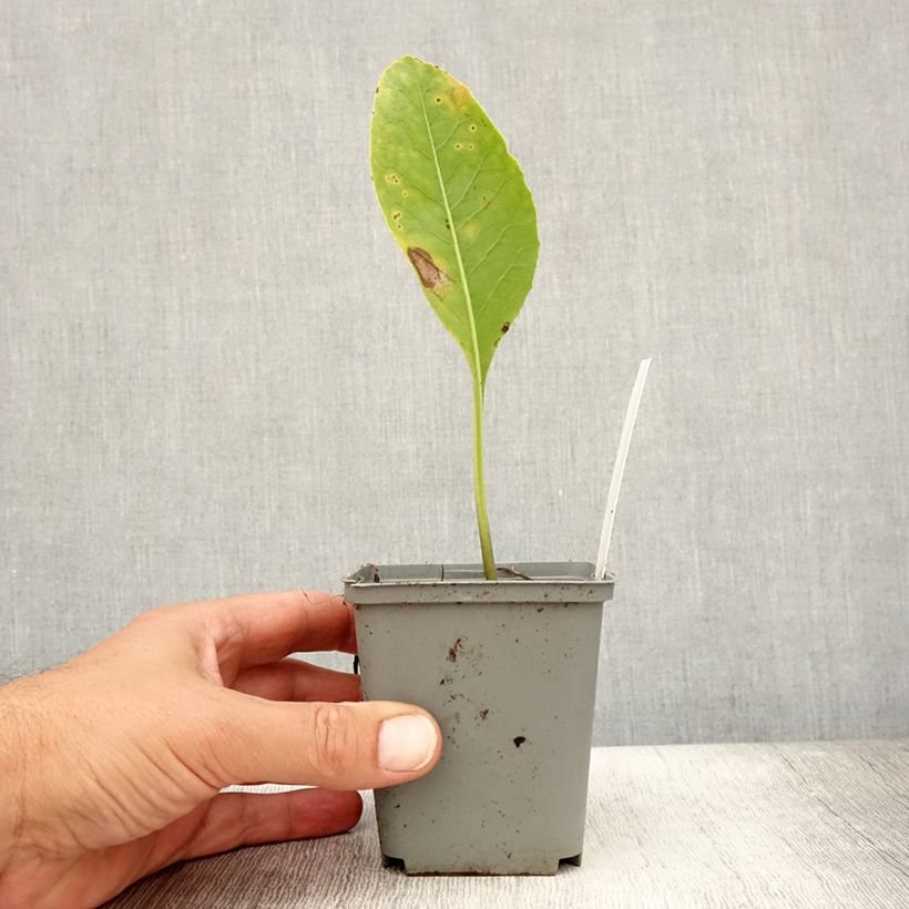 Amostra de Jaborosa integrifolia Vaso de 8/9 cm tal como entregue no verão